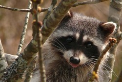 racoon