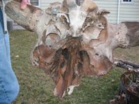 Boy Scout finds bison skull?